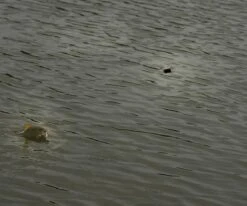 Cresta - Free Running Swivel Stopper - Cresta 8 Cresta - Free Running Swivel Stopper - Cresta -Kwaliteitswinkel Voor Visuitrusting 1522752267