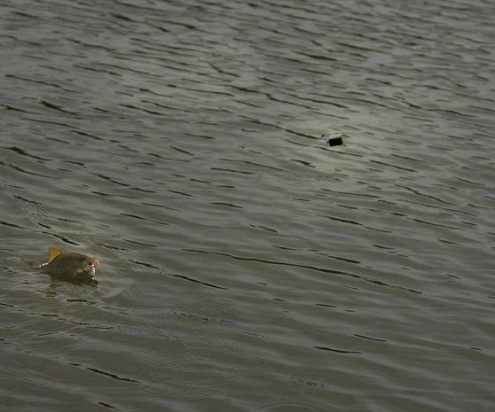 Cresta - Free Running Swivel Stopper - Cresta 5 Cresta - Free Running Swivel Stopper - Cresta - Afbeelding 3