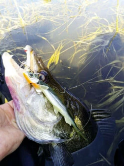 Quantum - Shads Original Pelagic Shad 70 Gram - 25cm - Quantum -Kwaliteitswinkel Voor Visuitrusting 1778664312